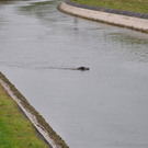 28102010wildschweinfibaktivnews_03.JPG
