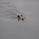 28102010wildschweinfibaktivnews_04.JPG