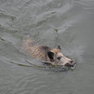 28102010wildschweinfibaktivnews_07.JPG
