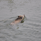 28102010wildschweinfibaktivnews_08.JPG
