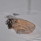 28102010wildschweinfibaktivnews_10.JPG