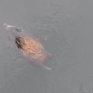 28102010wildschweinfibaktivnews_11.JPG