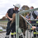 28102010wildschweinfibaktivnews_15.JPG