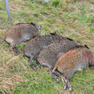 28102010wildschweinfibaktivnews_16.JPG