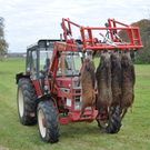 28102010wildschweinfibaktivnews_18.JPG