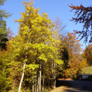 PA290022_JPG-1288471949