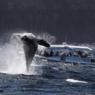 whale.jpg