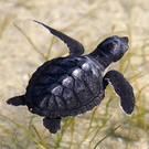 turtle2.jpg