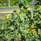 105_3615_jpg-1288612231