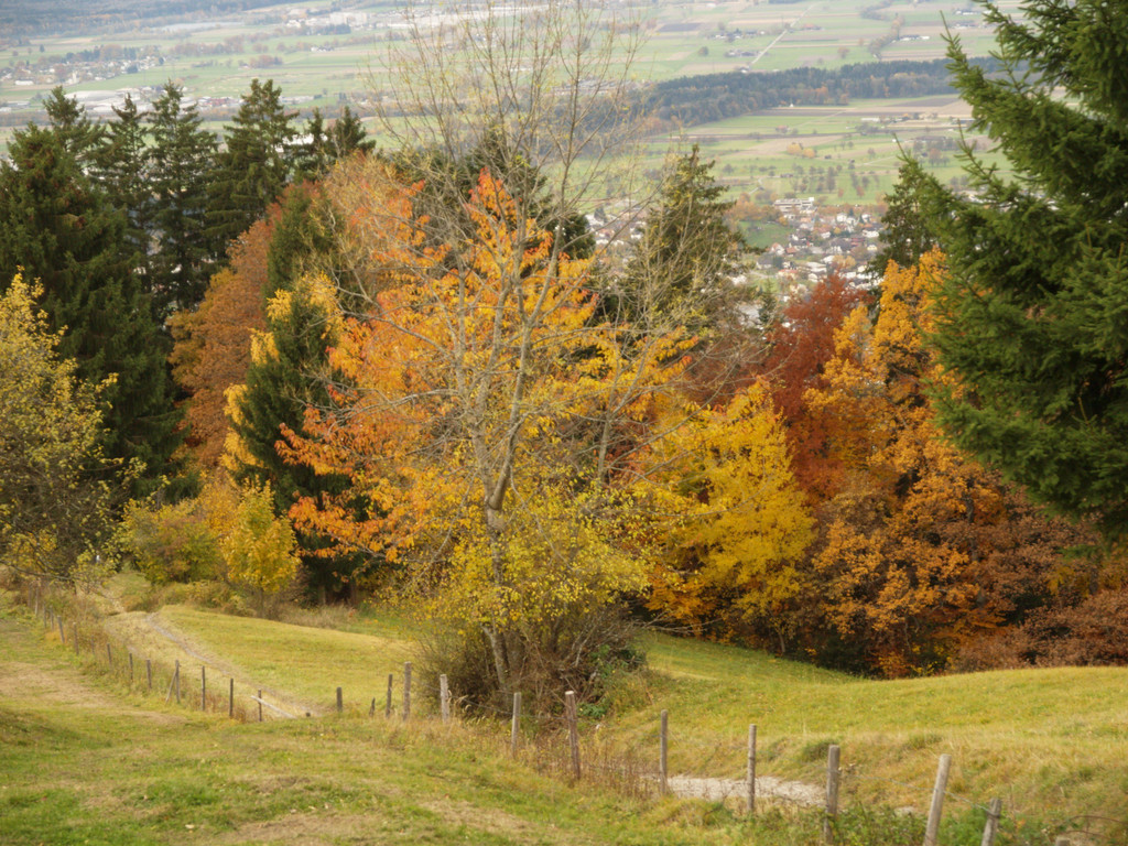 PA311384.jpg