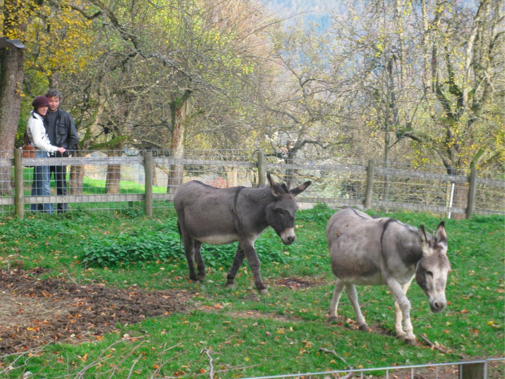 BK_wildpark 5_jpg-1288638417