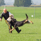 P9266606_Yupp vom K__rbeltal Schutzarbeit.JPG