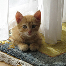 Nico1_Eva Fenninger.jpg