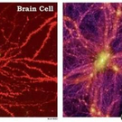 brain cell.jpg