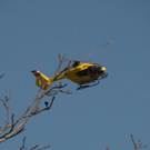 normal_03102010vulangensteinsaaktivnews012.jpg