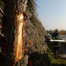 normal_03102010vulangensteinsaaktivnews065.jpg