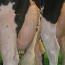 IMGP0730.JPG