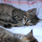katze.JPG