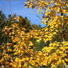 DSC00054_JPG-1289048556