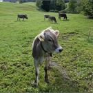 DSC001132_JPG-1289048874