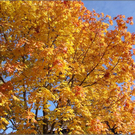 DSC03972_JPG-1289048885