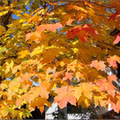 DSC03976_JPG-1289048889
