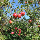 DSC03999_JPG-1289048921