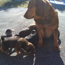 Hundebabies - Zuhause gesucht