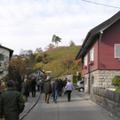 Weinwanderung 11_jpg-1289207416