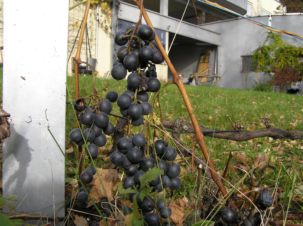 Weinwanderung 15_jpg-1289207434