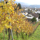 Weinwanderung 24_jpg-1289207474