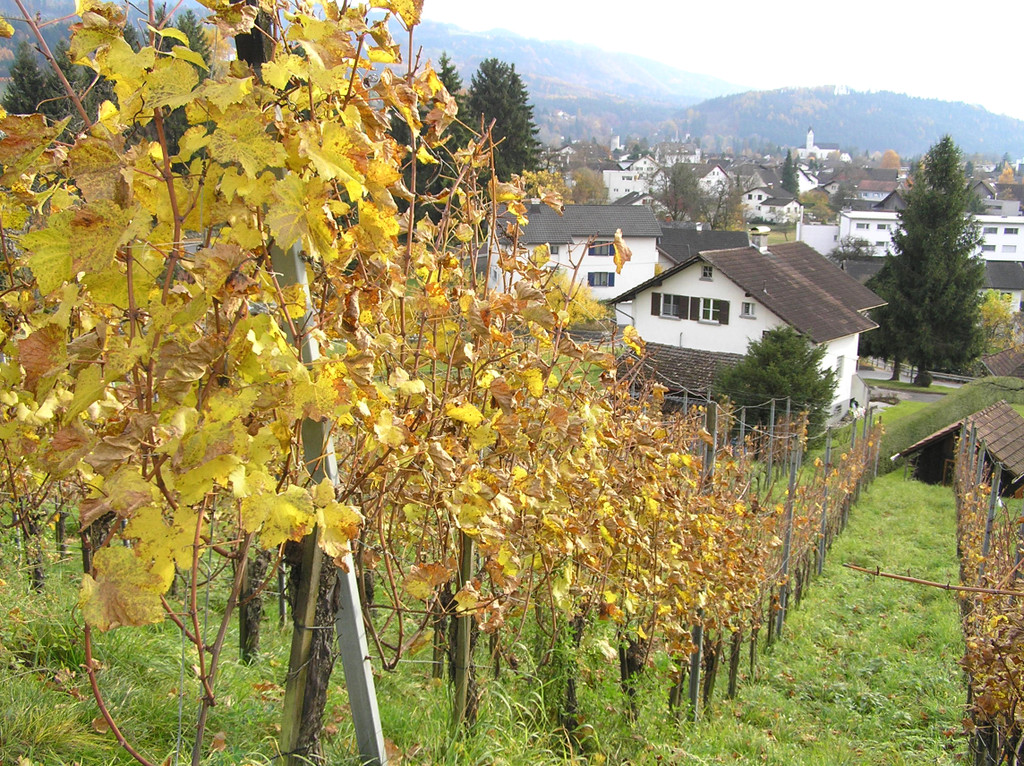 Weinwanderung 24_jpg-1289207474