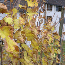 Weinwanderung 51_jpg-1289207707