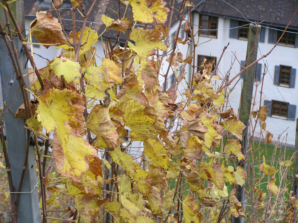 Weinwanderung 51_jpg-1289207707