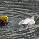 Bilder des Schwans
