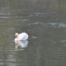 09112010schwanfibaktivnews_20_2_.jpg