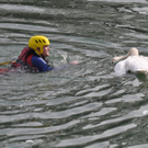 normal_09112010schwanfibaktivnews_20_22_.jpg