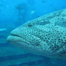 K800_IMG_8159_JPG-1289400118