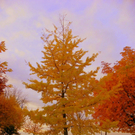 Letzte Herbsttage