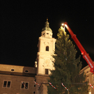 baum.JPG