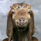 animals_09.jpg