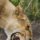 funny-animals-18.jpg