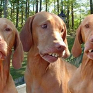 Hunde.jpg