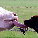 hundebild-witz08-11hund-bekommt-kuh-zungenkuss.jpg