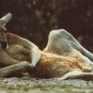 lustige-tiervideos.jpg