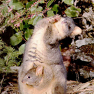 Lustige_Tierbilder_Ende__73_.jpg