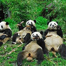 panda-baeren.jpg