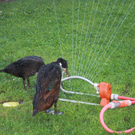Teddy_ Finn _ Enten 003.JPG