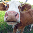 Tiere1.jpg