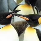 Pinguine.jpg